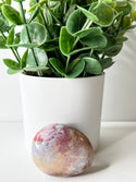 Ocean Jasper Palm